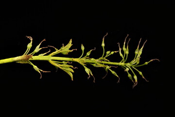Common Ash (Fraxinus excelsior). Female Inflorescence Detail Closeup