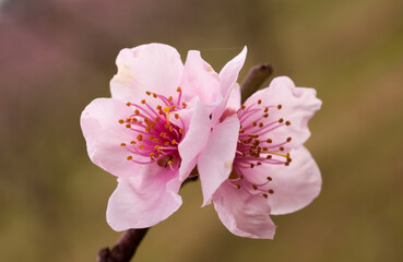 Fototapeta na wymiar Flor de damasco, prunus, naturaleza, vegetación