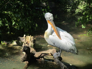 pelican