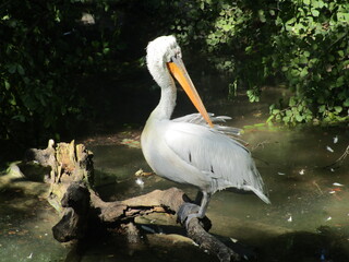 great white pelican