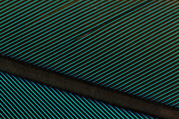 Obraz premium Beautiful Bright Blue, Green and Yellow Parrot Feather Close up Detail Texture. Abstract Pattern Background