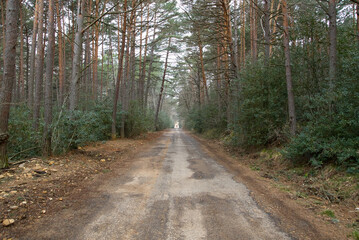 Fototapeta na wymiar Camino en bosque de eucaliptos