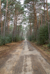 Fototapeta premium Camino en bosque de eucaliptos