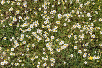 group of daisies in the field on green background for backgrounds