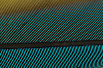Beautiful Bright Blue, Green and Yellow Parrot Feather Close up Detail Texture. Abstract Pattern Background © Diogo Oliveira