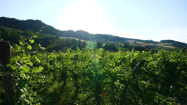 Vineyard of Oltrep&ograve; Pavese in a sunny day