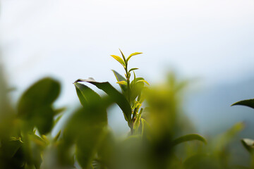 Tea leaf Closeup in Tea garden from Darjeeling Tea Estates in India