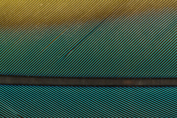 Obraz premium Beautiful Bright Blue, Green and Yellow Parrot Feather Close up Detail Texture. Abstract Pattern Background