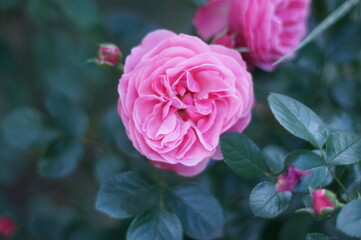 pink rose in garden