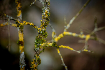 Äste im Herbst, überwachsen mit moos
