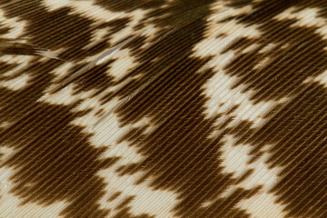 Beautiful Bright White and Brown Feather Close up Detail Texture. Abstract Pattern Background