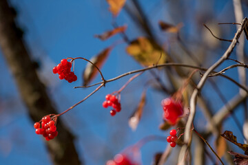 Nahaufnahme von Vogelbeeren im Herbst
