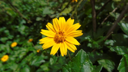 yellow dandelions on green background