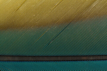 Obraz premium Beautiful Bright Blue, Green and Yellow Parrot Feather Close up Detail Texture. Abstract Pattern Background
