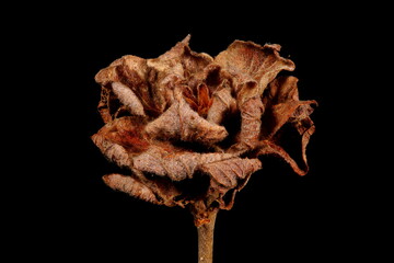 Gray Willow (Salix cinerea). Camellia Gall Closeup