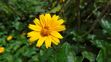 yellow dandelions in the garden