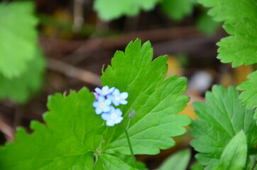 Meadow plant background: blue little flowers - forget-me-not close up and green grass. Shallow DOF