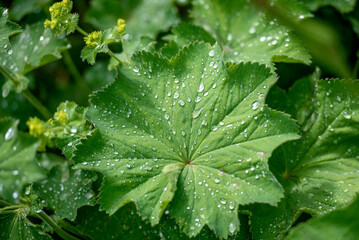 Nahaufnahme eines wasserabperlenden Frauenmantels