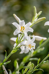Nahaufnahme von Blume im botanischen Garten