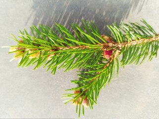 Close up of green pine tree branch
