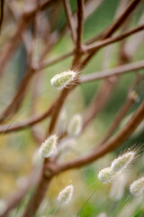 Nahaufnahme von Pflanze in diffusem Licht