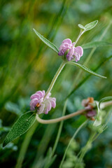 Nahaufnahme von Blume im botanischen Garten