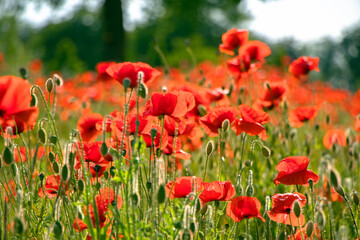 zielona łąka z makami