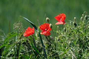 Blühende Mohnblumen zwischen verschiedenen Gräsern - Stockfoto