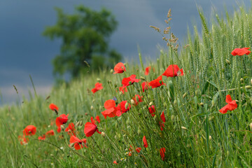 Blühende Mohnblumen am Hang vor Gewitterwolke - Stockfoto