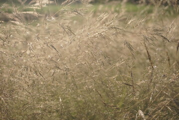 grass seeds in the sun