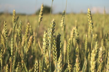 wheat ripens in the field