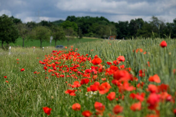 Blühende Mohnblumen am Straßenrand neben Getreidefeld - Stockfoto