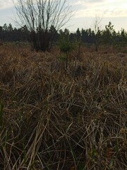 Fototapeta premium Beautiful forest at sunny spring day