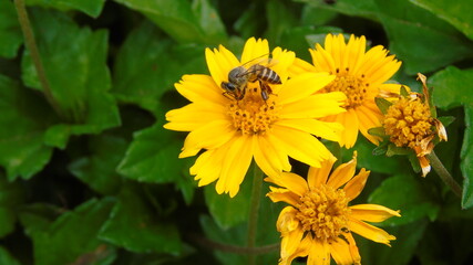bee on yellow flower