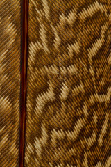 Beautiful Bright White and Brown Feather Close up Detail Texture. Abstract Pattern Background
