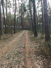 Road path in beautiful forest at spring day