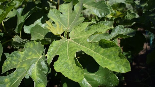hd video green leaves of fig tree swaying