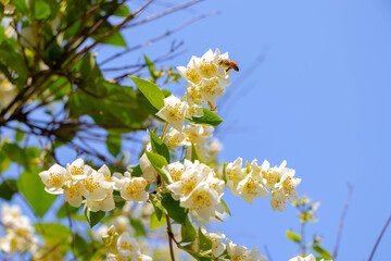 kolorowe rośliny parkowe trawy, kwiaty, drzewa