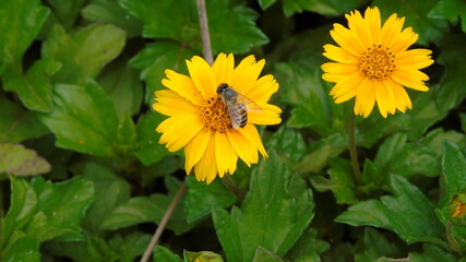 bee on yellow flower