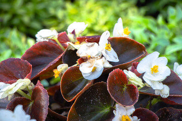 kolorowe rośliny parkowe trawy, kwiaty © Marek