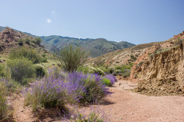 Red canyon valley road with blue flower plants. Beautiful sunny desert landscape with sand, rocks and hills. National park summer view