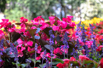 kolorowe rośliny parkowe trawy, kwiaty, drzewa © Marek