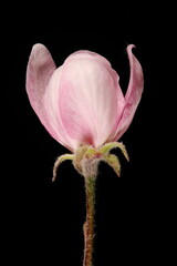 Apple (Malus domestica). Floral Bud Closeup