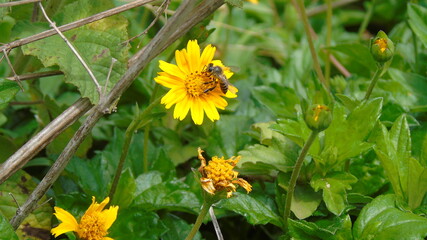 bee on yellow flower