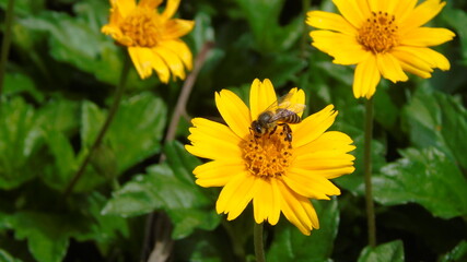 yellow flower in the garden