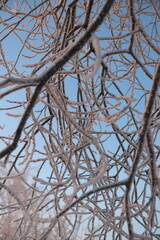 hoarfrost on the branches in the forest