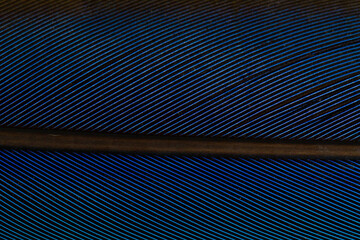 Obraz premium Beautiful Bright Blue Parrot Feather Close up Detail Texture. Abstract Pattern Background