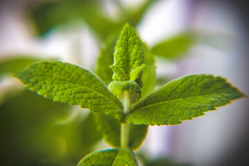 zielone, świeże liście mięty w powiększeniu  © Marek