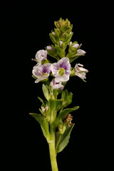 Thyme-Leaved Speedwell (Veronica serpyllifolia). Inflorescence Closeup