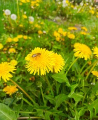 colorful dandelion flowers in garden